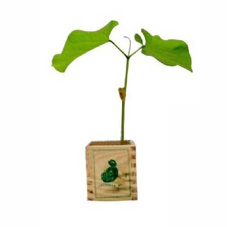 Magic bean in wooden box