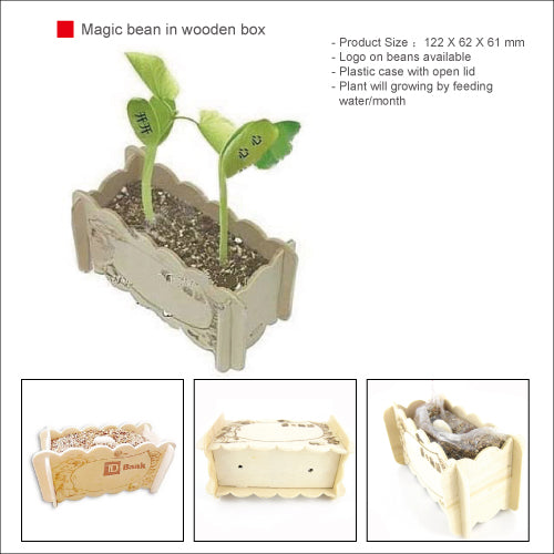 Magic bean in wooden box