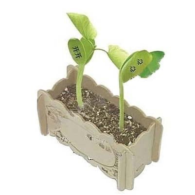 Magic bean in wooden box