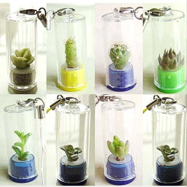 Mini plant decoration