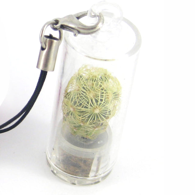 Mini plant decoration