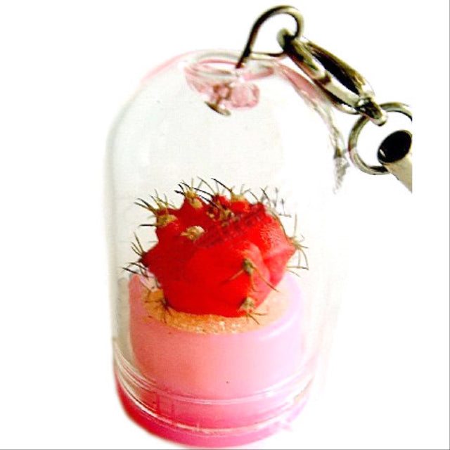 Mini plant decoration