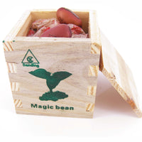 Magic bean in wooden box